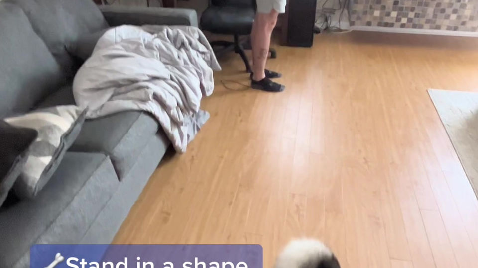 E-Collar Conditioning